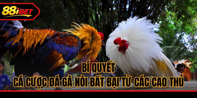 Bí quyết cá cược đá gà Nòi bất bại từ các cao thủ