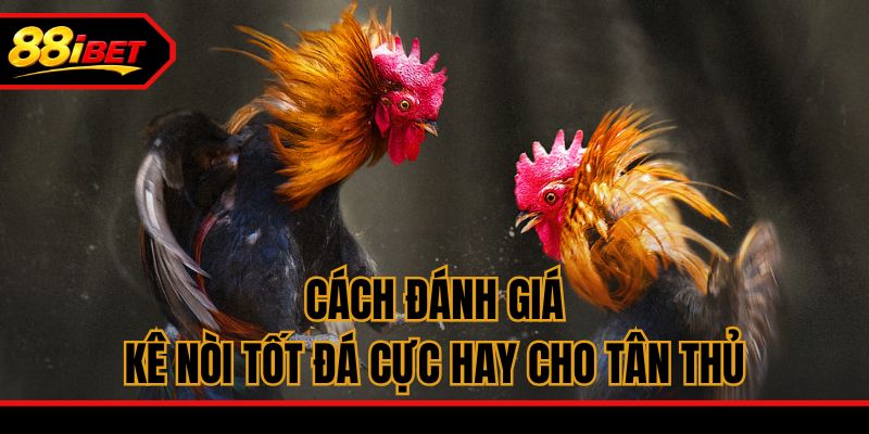 Cách đánh giá kê nòi tốt đá cực hay cho tân thủ