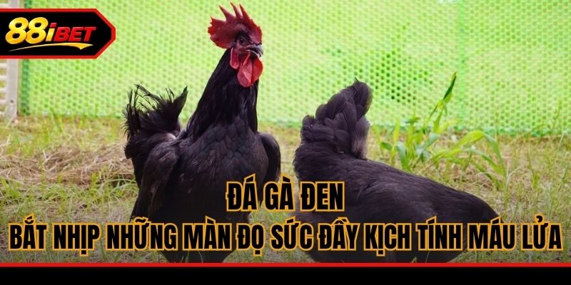 Đá Gà Đen - Bắt Nhịp Những Màn Đọ Sức Đầy Kịch Tính Máu Lửa