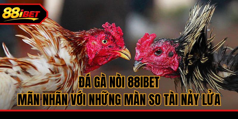Đá Gà Nòi 88ibet - Mãn Nhãn Với Những Màn So Tài Nảy Lửa