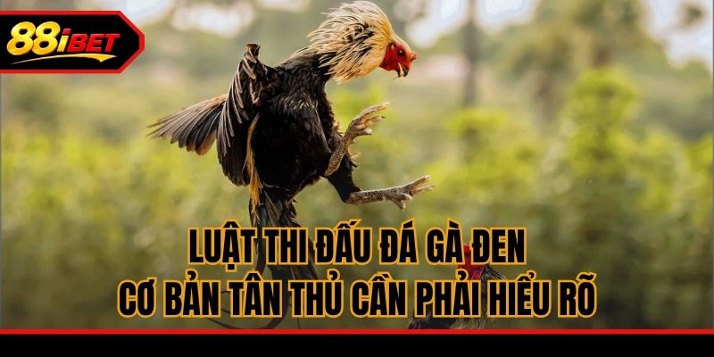 Luật thi đấu đá gà Đen cơ bản tân thủ cần phải hiểu rõ