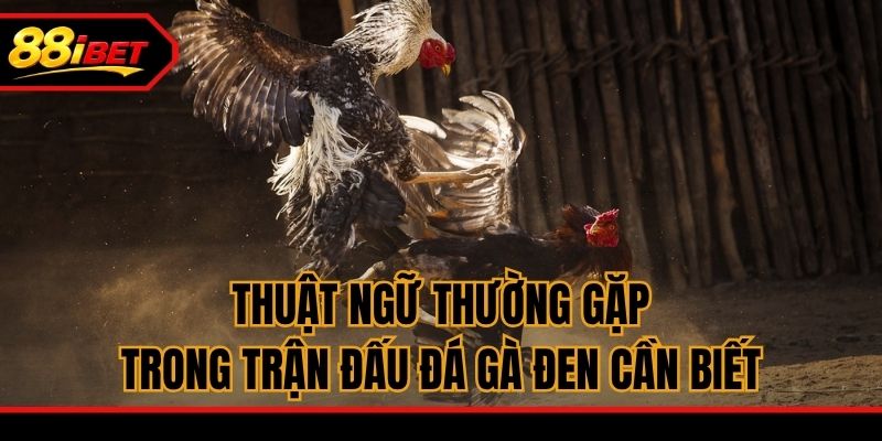 Thuật ngữ thường gặp trong trận đấu đá gà Đen cần biết