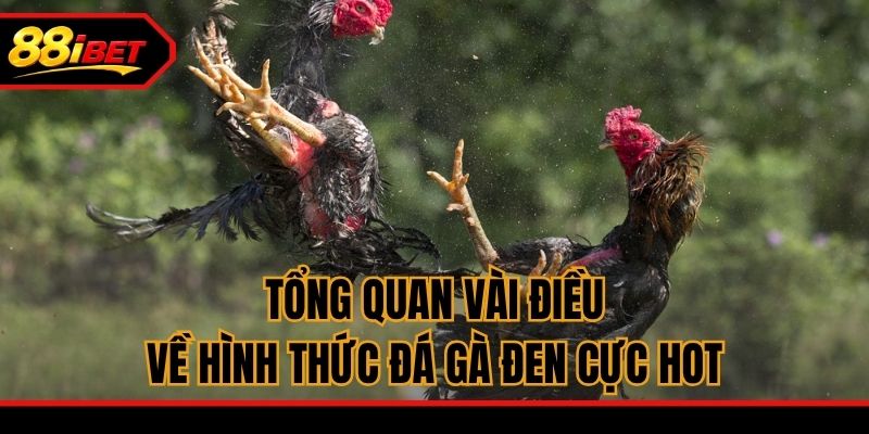 Tổng quan vài điều về hình thức đá gà Đen cực hot